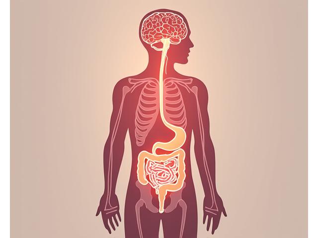 An illustrative diagram showing the anatomical connection between the human brain and gut, with subtle energetic lines indicating communication pathways.